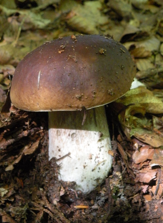 Tutti Boletus edulis?